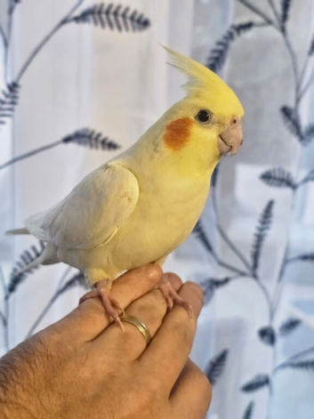 Hand reared silly tame cockatiels