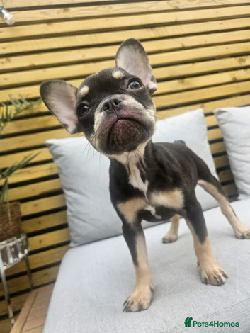 Female lovely Frenchie puppy for sale