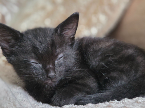3 lovely all black kittens for sale
