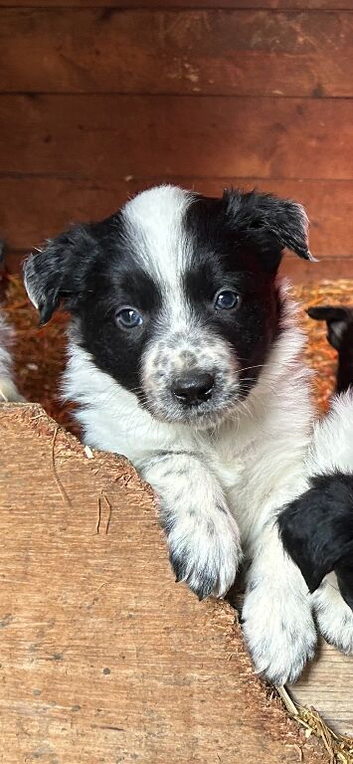 Working border collie pups