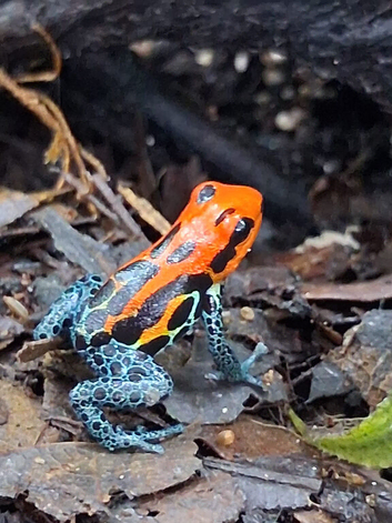 Dart frogs available
