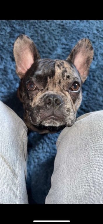 Stud