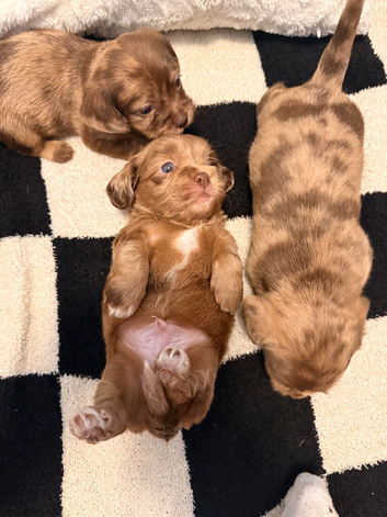 Adorable Schweenies puppy&rsquo;s