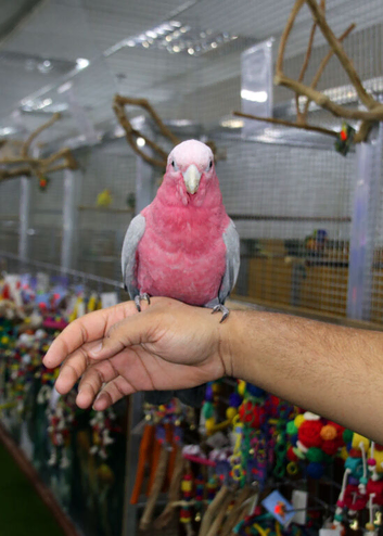 Baby Galah Cockatoo Fully Hand Reared,18