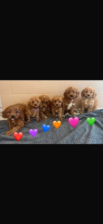 Beautiful Cavapoo Puppies