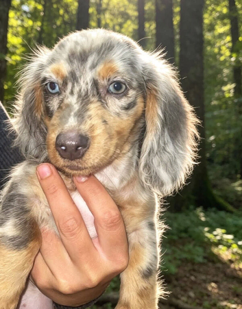 Beautiful female Blue Longhaired dapple