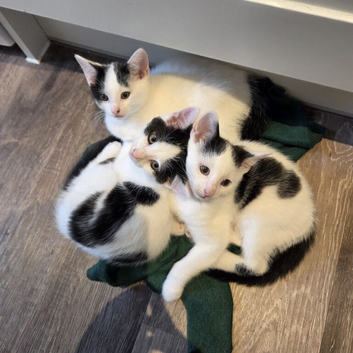 Black and White Kittens Ready to Go