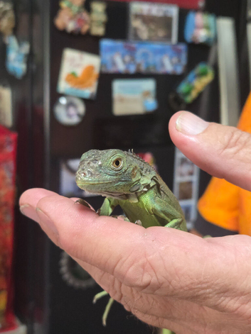 6 month old iguana