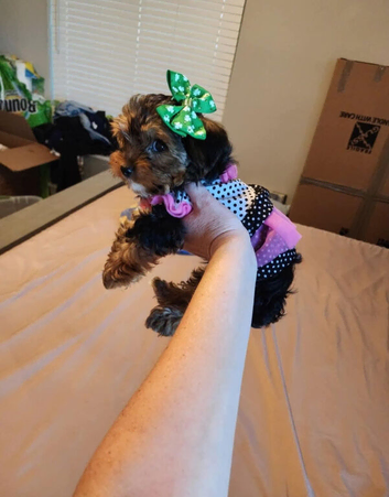Yorkie boy pup