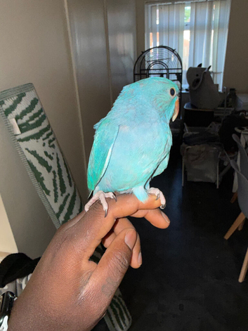 Hand reared ringneck