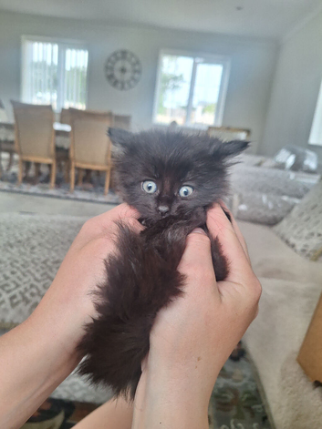 Kittens
