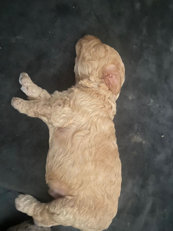 Covapoo pups for sale