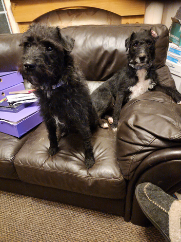 Two Patterdale Terrier Girls for Sale