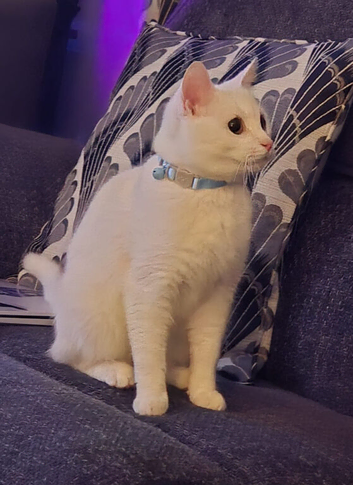 Male cat needing new home