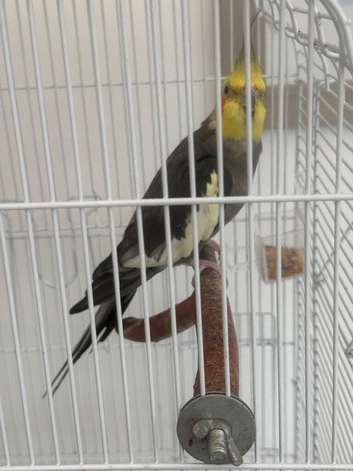 Male cockatiel