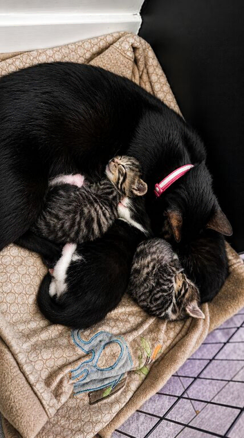 Tabby x Bombay mixed kittens