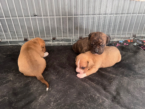 Mastiff cross puppies