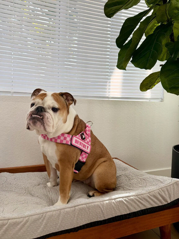 English Bulldog Girl