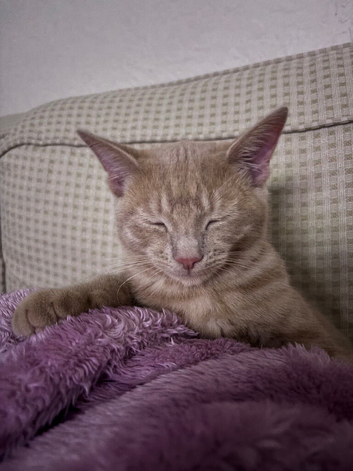 Ginger female kitten looking for her home