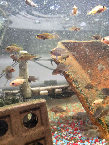 African Ciclids Juveniles