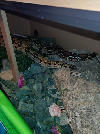 Female boa constrictor