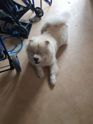 Female chow chow puppy