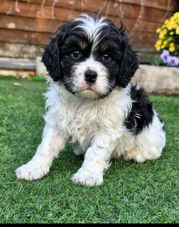 American cockerpoo