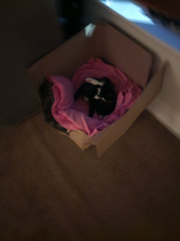 Beautiful 5 kittens