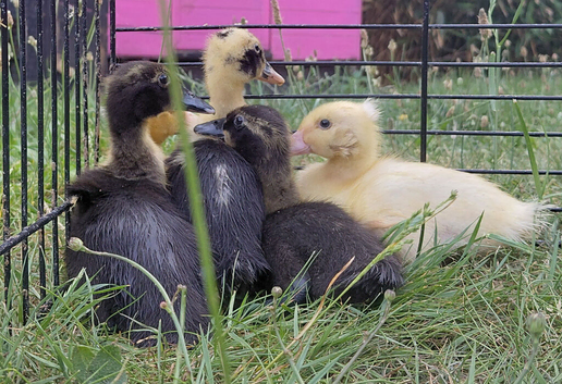 Indian Runner Ducklings