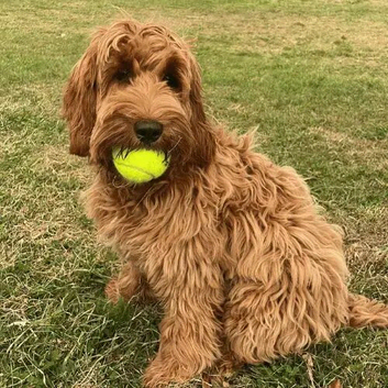 9 month old Cockapoo