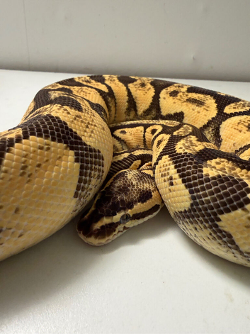 Various royal pythons for sale