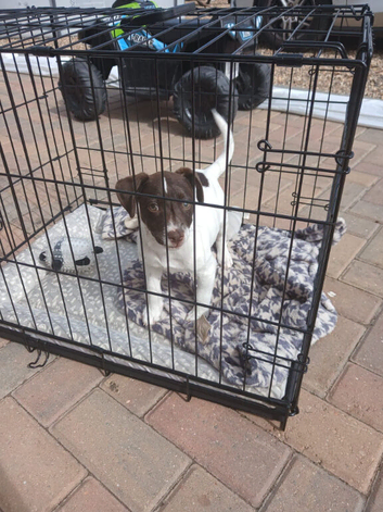 Minature jack russell puppies ready now
