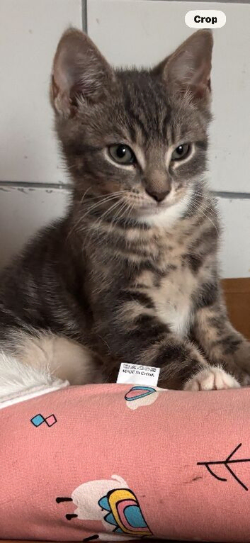 Gorgeous 9 weeks old grey tabby kittens