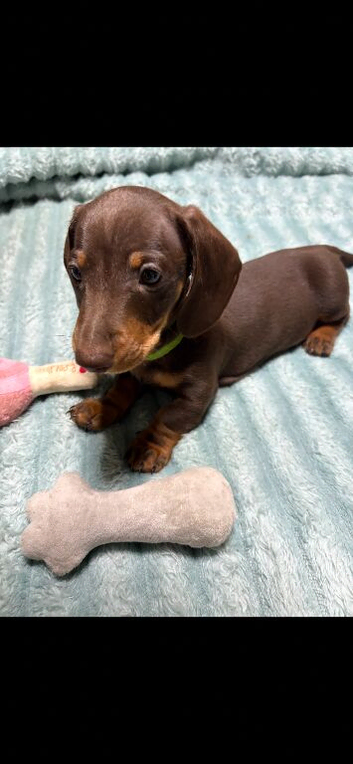 Beautiful choc and tan boy ready to leave KC reg