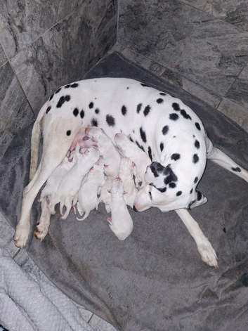 Dalmatian puppys.