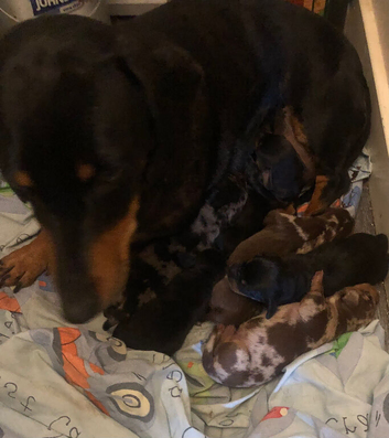 2 boys 3 girls dachshund for sale