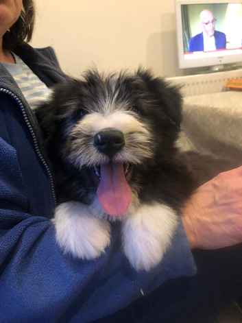 Bearded Collie Puppies for sale