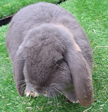 Gorgeous Giant French Lop for STUD ONLY:) fully vaccinated and health checked:)