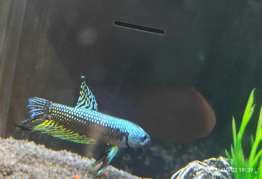 Betta Males/females or pairs available, from &pound;10
