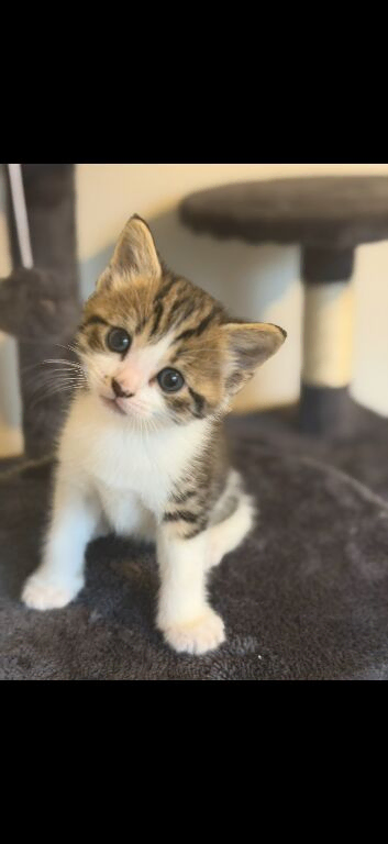 Kittens for sale