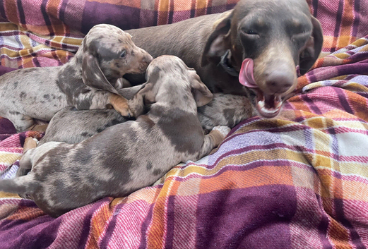Beautiful dachshund puppies