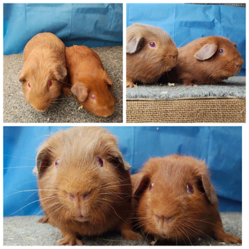 Beautiful bonded boys