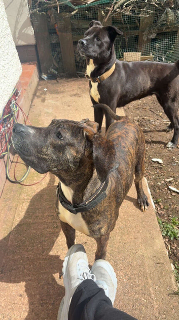 Presa canario