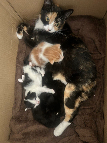 4 gorgeous kittens ready to go now!