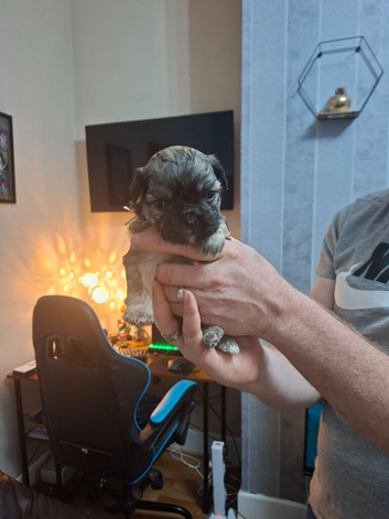 French bulldog cross shih tzu puppies