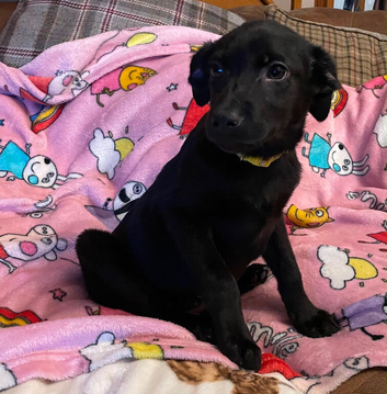Black labs