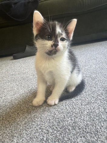 Kittens for sale