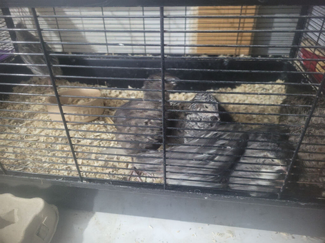 quails