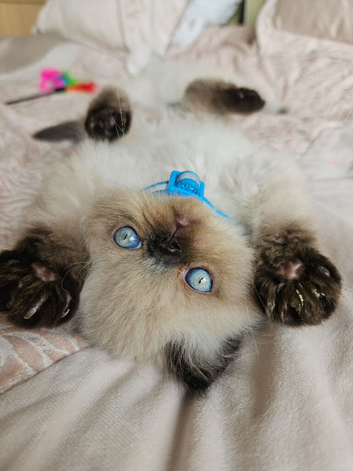 Stunning Pedigree Persian Kittens