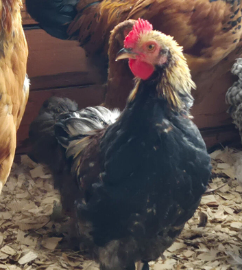 Bantam Cockerels